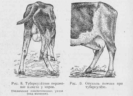 Туберкулез у коров