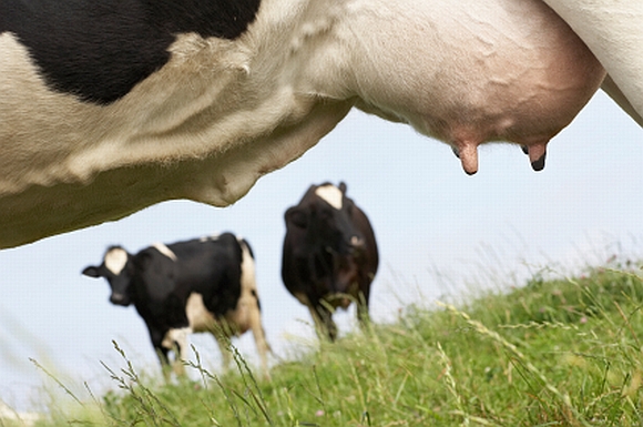 Скрытый мастит у коровы. Симптомы и лечение