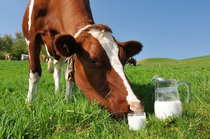 Почему молоко у коровы горчит?