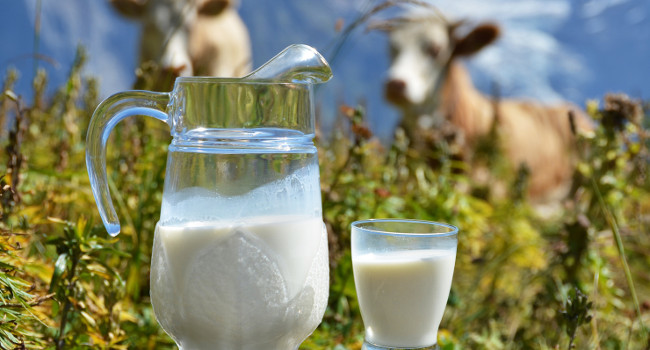 Как определить жирность молока у коровы в домашних условиях?