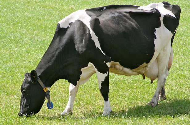 Кормление коров молочного направления