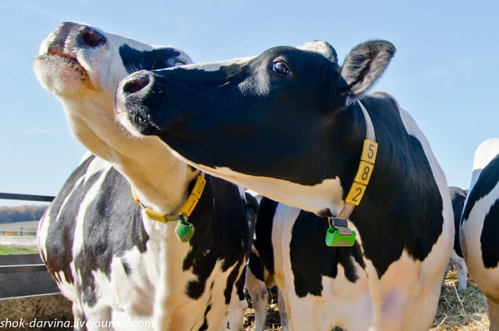 Откуда у коровы берется молоко?