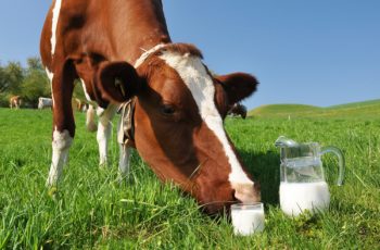 Корова резко сбавила молоко