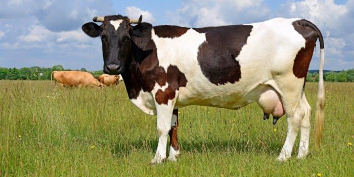 Как лечить пододерматит у коров?