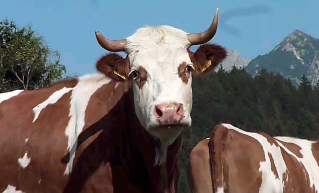 Лечение ящура у коров