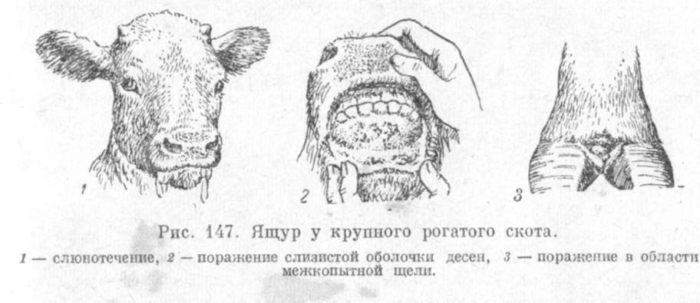 Лечение ящура у коров