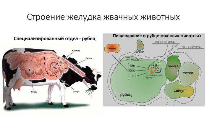 Анатомия КРС желудок