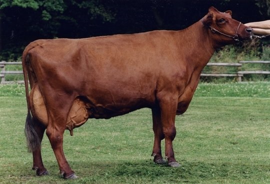 Англерская порода коров характеристика
