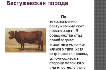 Бестужевская порода быков