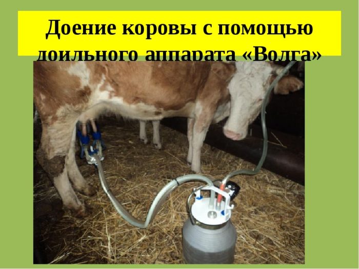 Строение доильного аппарата для коров