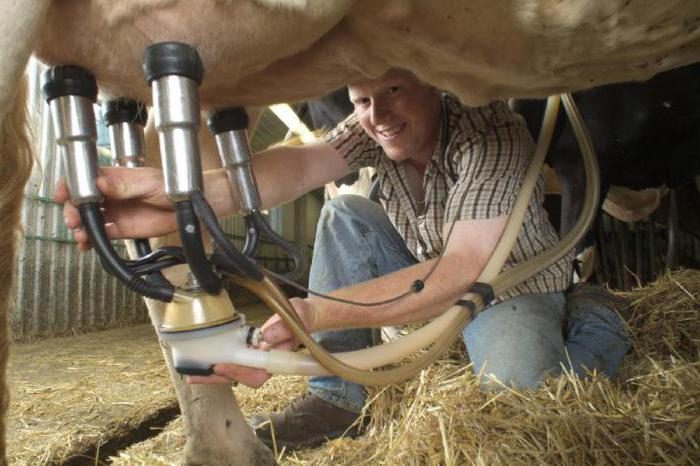Доильный аппарат для коров в домашних условиях