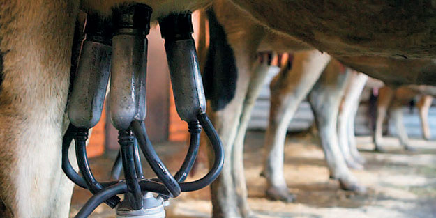 Доильный аппарат для коров «Бурёнка»