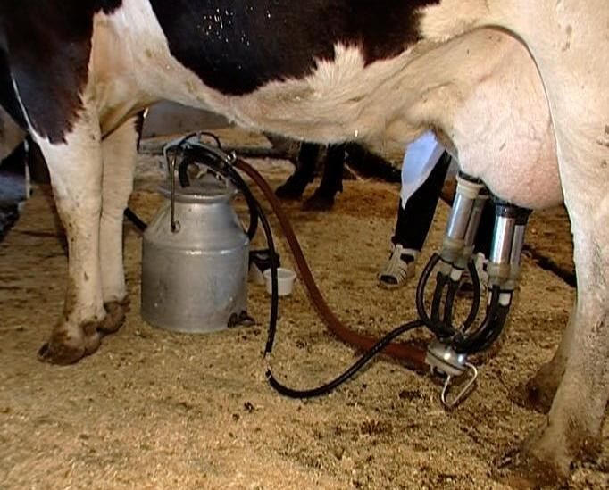 Аппарат доильный «Буренка» тандем для коров