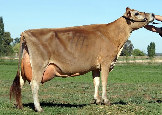 Австралийская порода коров