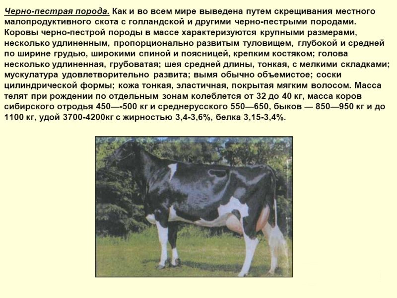 Красногорбатовская Порода Коров Характеристика Фото