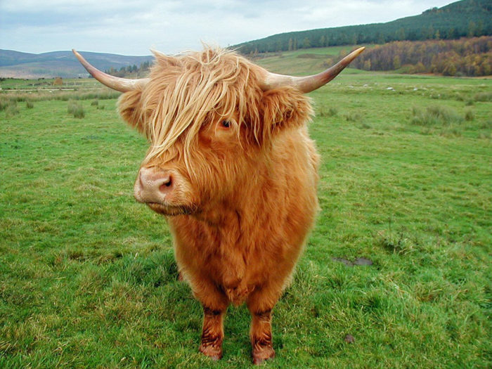 Волосатая корова