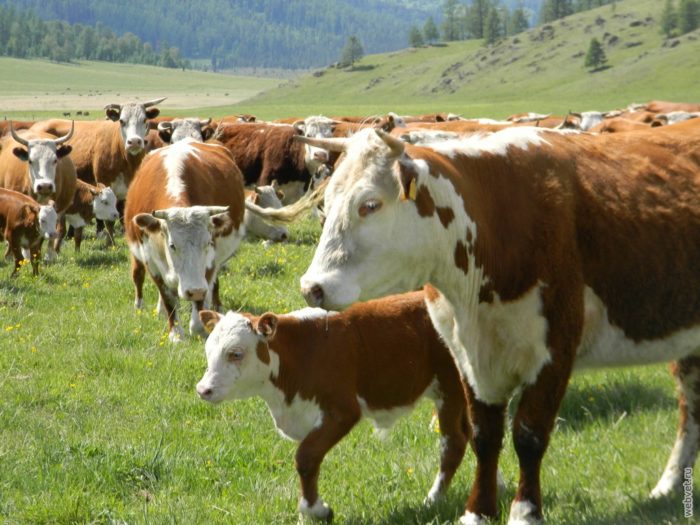 Алтайская порода коров