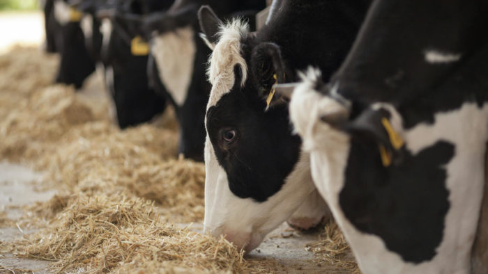 Нормы кормления и примерный рацион дойных коров