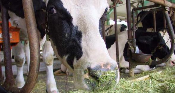Кормление коров перед отёлом