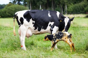 Симптомы и лечение эндометрита у коров