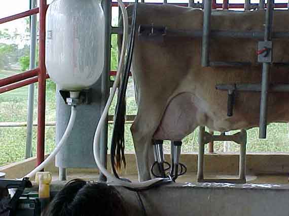 Как отучить корову лягаться при доении?
