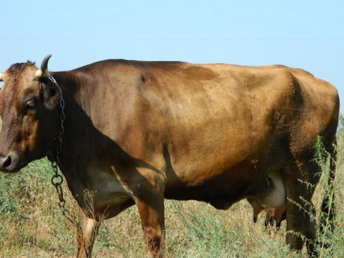 Коровы алатауской породы