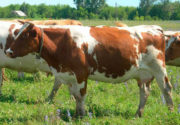 Белгородская порода коров
