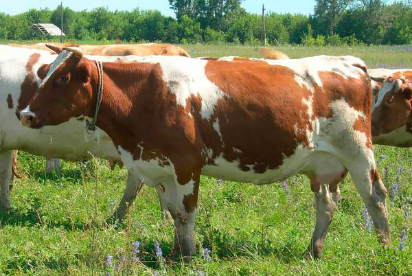 Характеристики белгородских пород коров
