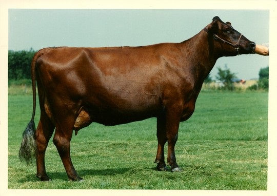Какие характеристики имеют бурые коровы?