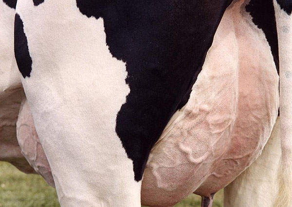 Антибиотики в молоке у коровы
