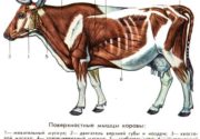 Анатомия быка