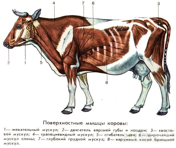 Схема опорно двигательной системы птиц