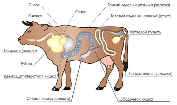 Анатомия быка