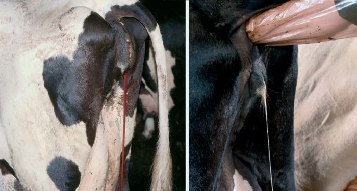 Симптомы и лечение эндометрита у коров
