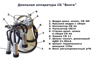 Строение доильного аппарата для коров