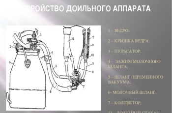 Интернет-магазин: доильный аппарат для коров