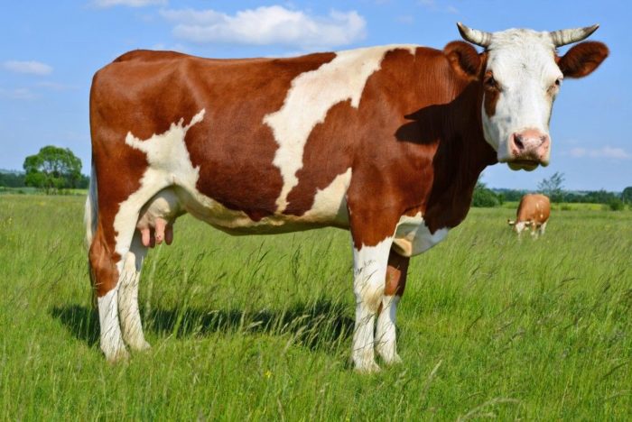 Венгерская порода коров