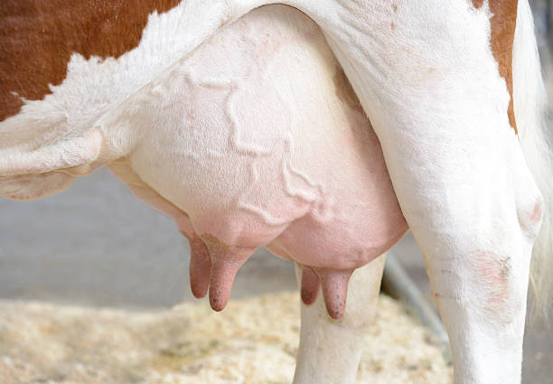 Анатомия молочной железы коровы