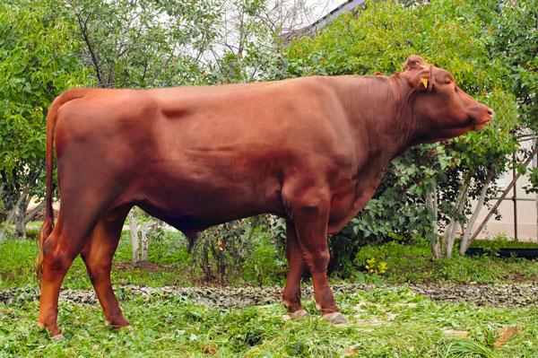 Англерская порода коров характеристика