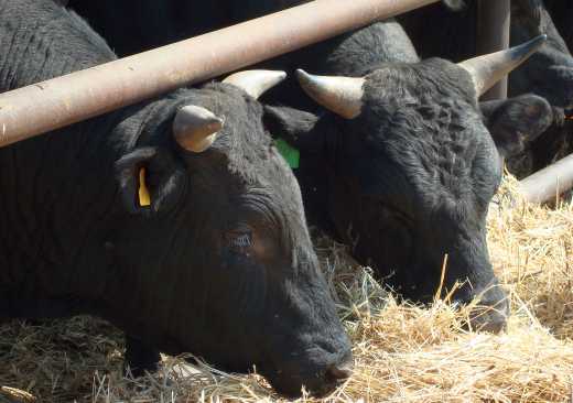 Нормированное кормление быков производителей