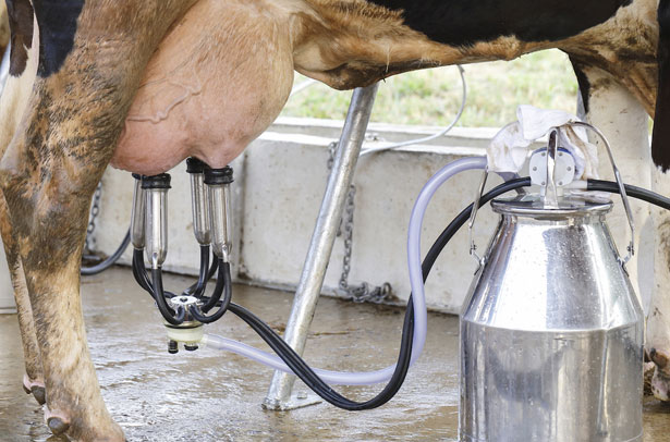Как корову приучить к доильному аппарату?