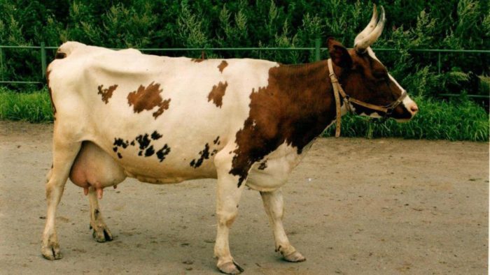 Корова породы айрширская