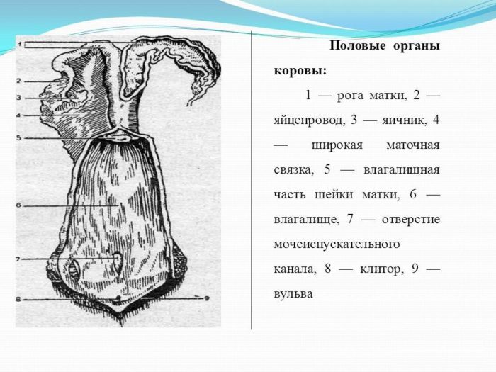 Строение клитора фото