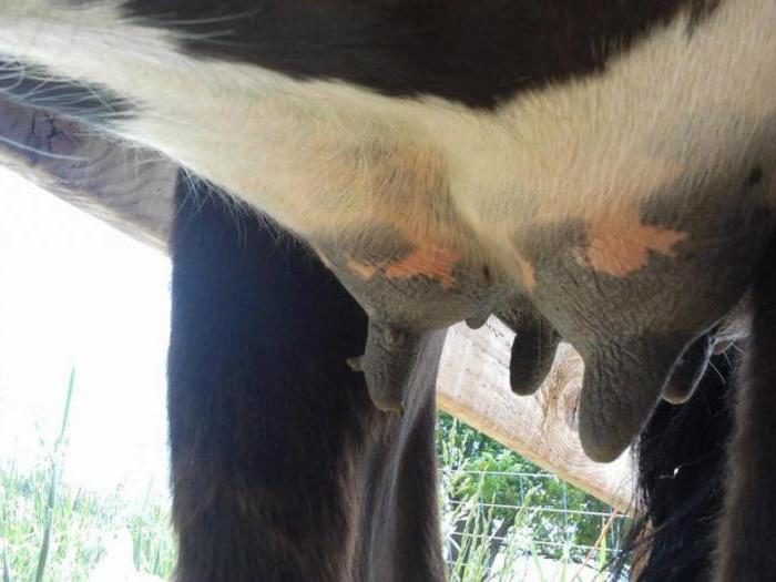 Бородавки на вымени у коровы: чем лечить папилломы и наросты