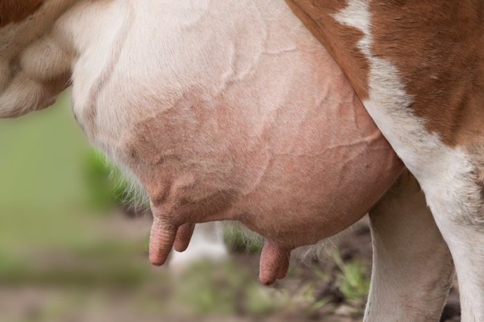 Чем можно намазать вымя коровы от мошек?