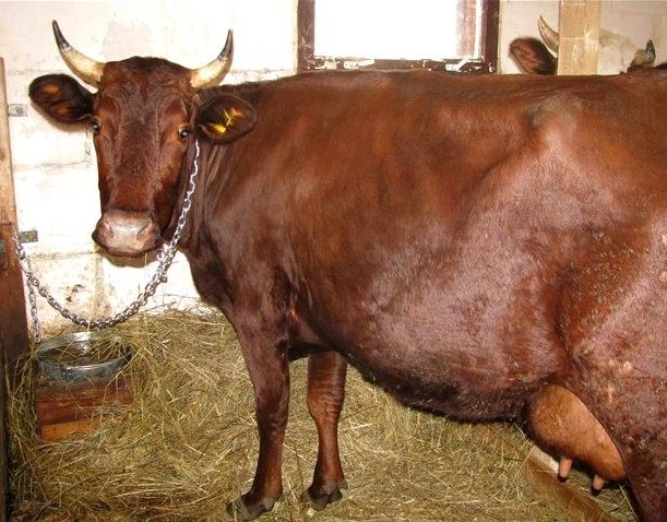 Датская красная порода коров