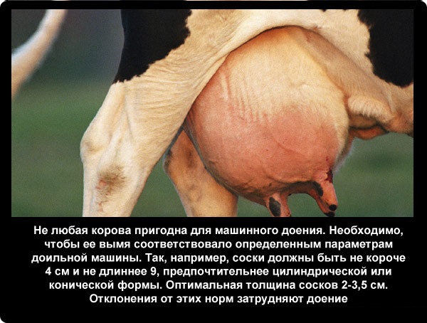 Интересные факты про коров