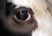 Глаза как у коровы