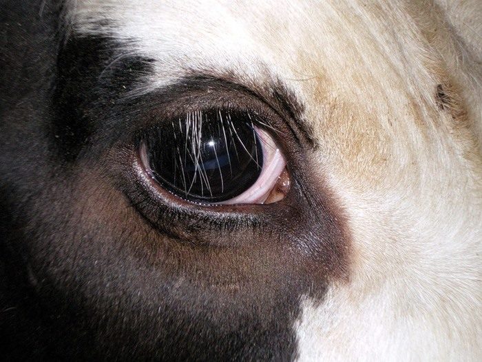 Глаза как у коровы