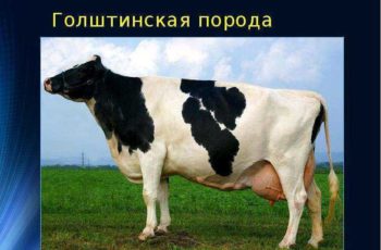 Голштино-фризская порода коров